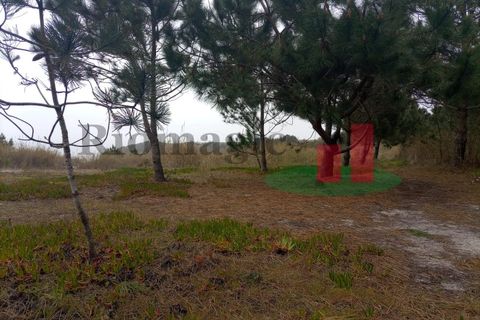 Helårsgrund i Santo Onofre e Serra do Bouro, Leiria, Santo Onofre e Serra do Bouro - € 42.500 | Ref: 145.22 - foto 19
