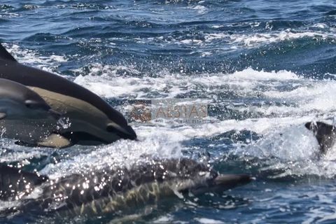 Helårsgrund i Sagres, Faro, Sagres - € 550.000 | Ref: A40008 - foto 5