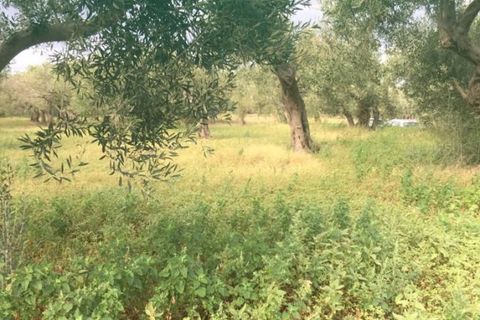 Helårsgrund i Messina, Messina, Messina - € 26.000 | Ref: BDZ-5026 - foto 2