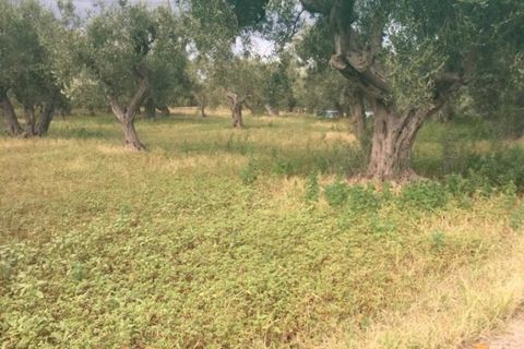 Helårsgrund i Messina, Messina, Messina - € 26.000 | Ref: BDZ-5026 - foto 6