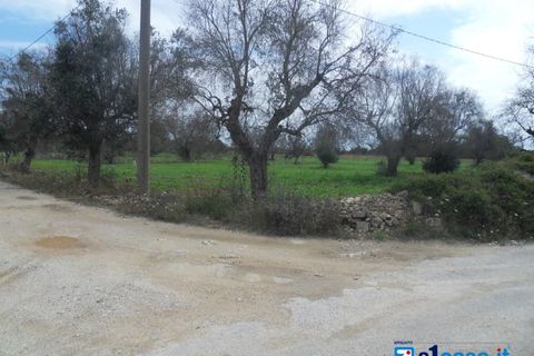 Terra a Galatone, Lecce, Galatone - € 25.000 | Ref: UEG-667 - foto 3