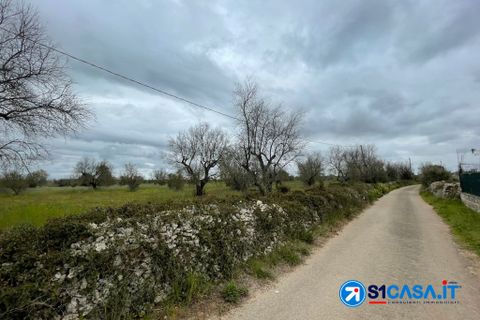 Terra a Galatone, Lecce, Galatone - € 25.000 | Ref: UEG-667 - foto 5