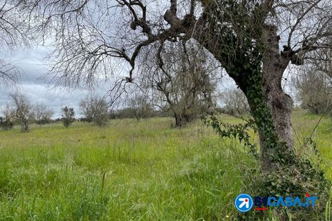 Terra a Galatone, Lecce, Galatone - € 25.000 | Ref: UEG-667 - foto 6