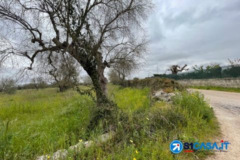 Terra a Galatone, Lecce, Galatone - € 25.000 | Ref: UEG-667 - foto 7