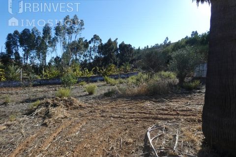 Farm i Silves, Faro, Silves - € 1.200.000 | Ref: AR00324-PT - foto 7