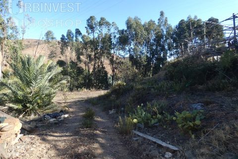 Farm i Silves, Faro, Silves - € 1.200.000 | Ref: AR00324-PT - foto 17