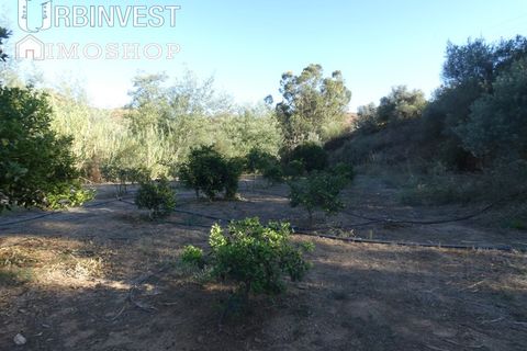 Farm i Silves, Faro, Silves - € 1.200.000 | Ref: AR00324-PT - foto 24