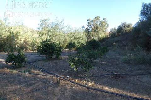 Farm i Silves, Faro, Silves - € 1.200.000 | Ref: AR00324-PT - foto 27