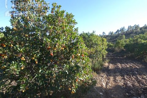 Farm i Silves, Faro, Silves - € 1.200.000 | Ref: AR00324-PT - foto 31