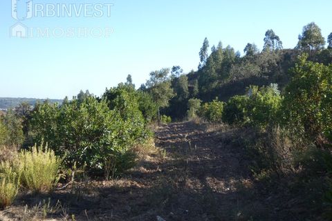 Farm i Silves, Faro, Silves - € 1.200.000 | Ref: AR00324-PT - foto 32