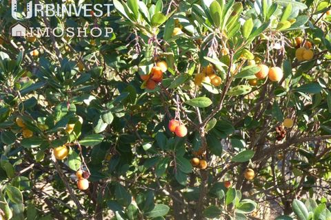 Farm i Silves, Faro, Silves - € 1.200.000 | Ref: AR00324-PT - foto 33