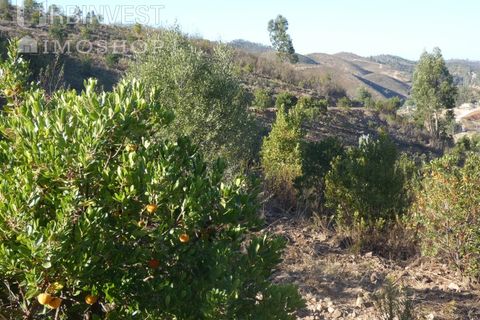 Farm i Silves, Faro, Silves - € 1.200.000 | Ref: AR00324-PT - foto 36