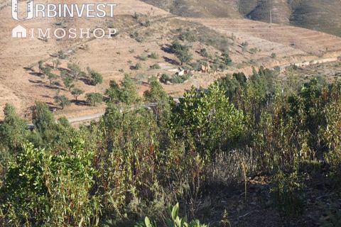 Farm i Silves, Faro, Silves - € 1.200.000 | Ref: AR00324-PT - foto 40