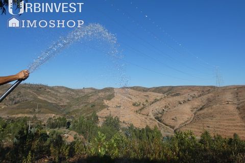 Farm i Silves, Faro, Silves - € 1.200.000 | Ref: AR00324-PT - foto 41