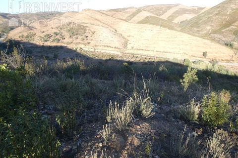 Farm i Silves, Faro, Silves - € 1.200.000 | Ref: AR00324-PT - foto 49