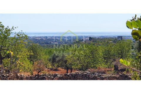 Helårsgrund i Estoi, Faro, Estoi - € 200.000 | Ref: FVT-002_VEND - foto 5
