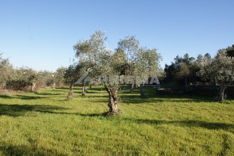 Helårsgrund i Castelo Branco, Castelo Branco, Castelo Branco - € 8.000 | Ref: PP3857 - foto 2
