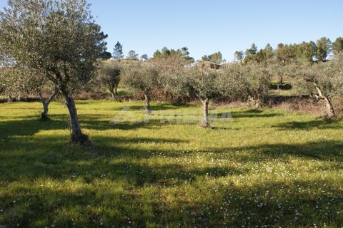 Helårsgrund i Castelo Branco, Castelo Branco, Castelo Branco - € 8.000 | Ref: PP3857 - foto 3