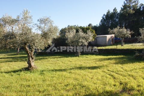 Helårsgrund i Castelo Branco, Castelo Branco, Castelo Branco - € 8.000 | Ref: PP3857 - foto 4