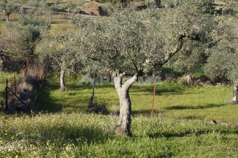 Helårsgrund i Castelo Branco, Castelo Branco, Castelo Branco - € 8.000 | Ref: PP3857 - foto 6