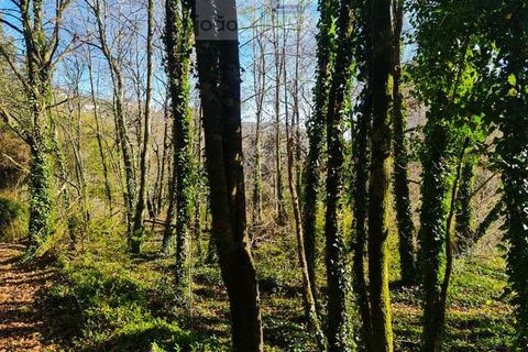 Ruinere i Ponte de Lima, Viana do Castelo, Ponte de Lima - € 60.000 | Ref: RUÏ_1762 - foto 15