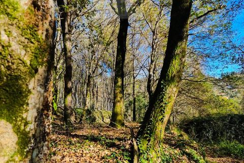 Ruinere i Ponte de Lima, Viana do Castelo, Ponte de Lima - € 60.000 | Ref: RUÏ_1762 - foto 22