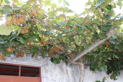Landejendom i Belmonte, Castelo Branco, Belmonte - € 770.000 | Ref: EXP_49466 - foto 25