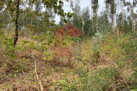 Helårsgrund i Vila Verde, Braga, Vila Verde - € 9.000 | Ref: 07597 - foto 11