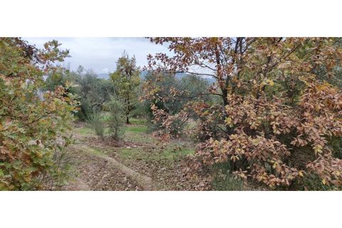 Terra a A do Bispo, Castelo Branco, A do Bispo - € 23.000 | Ref: SÒL_136 - foto 5