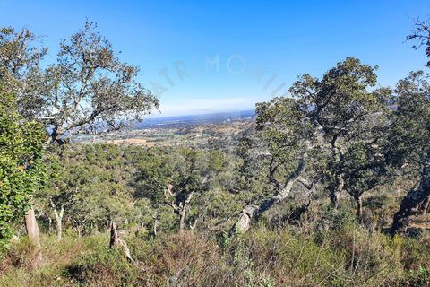 Farm i Colos, Beja, Colos - € 700.000 | Ref: PT03Q-0034 - foto 3