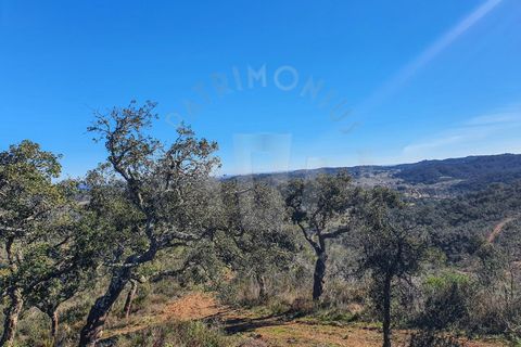Farm i Colos, Beja, Colos - € 700.000 | Ref: PT03Q-0034 - foto 4