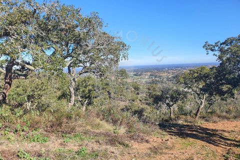 Farm i Colos, Beja, Colos - € 700.000 | Ref: PT03Q-0034 - foto 6