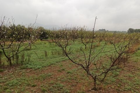 Farm i Mora La Nova, Tarragona, Mora La Nova - € 75.000 | Ref: 767 Green Acres - foto 18