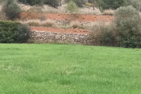 Farm i Mora La Nova, Tarragona, Mora La Nova - € 75.000 | Ref: 767 Green Acres - foto 2