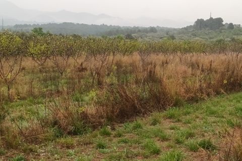 Farm i Mora La Nova, Tarragona, Mora La Nova - € 75.000 | Ref: 767 Green Acres - foto 25