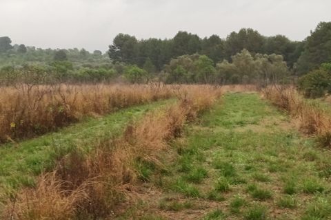 Farm i Mora La Nova, Tarragona, Mora La Nova - € 75.000 | Ref: 767 Green Acres - foto 23