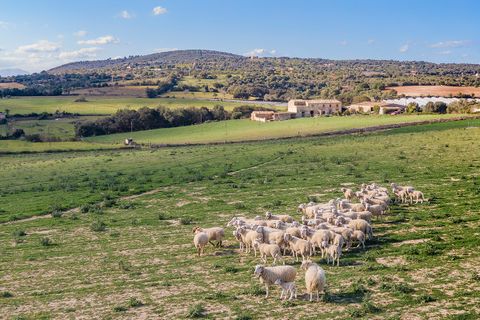Cortijo i Manacor, Mallorca, Manacor - € 1.495.000 | Ref: MAN52785RM - foto 11