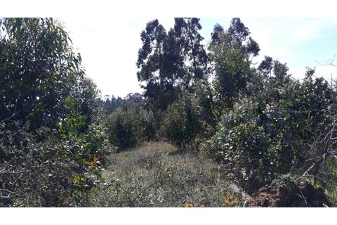 Helårsgrund i Eixo e Eirol, Aveiro, Eixo e Eirol - € 175.000 | Ref: OAZ2953 - foto 5
