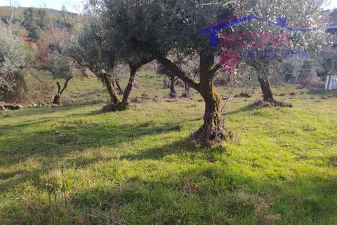 Villa i Tarouca, Viseu, Tarouca - € 63.500 | Ref: JF116/0322 - foto 33