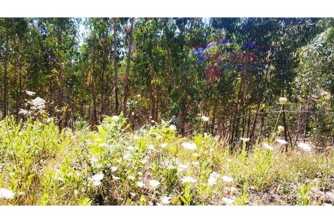 Terra a Tarouca, Viseu, Tarouca - € 45.000 | Ref: SQ29/0821 - foto 9