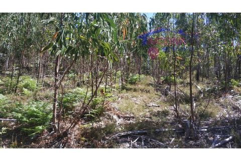 Terra a Tarouca, Viseu, Tarouca - € 45.000 | Ref: SQ29/0821 - foto 8