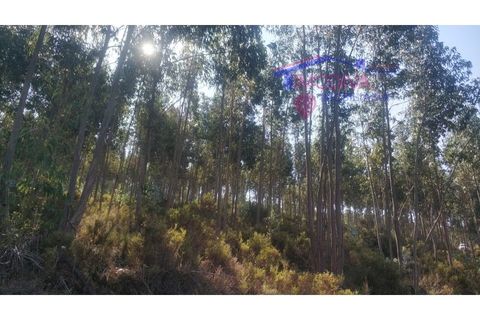 Terra a Tarouca, Viseu, Tarouca - € 45.000 | Ref: SQ29/0821 - foto 3