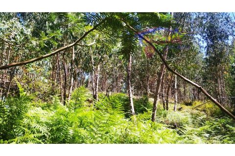 Terra a Tarouca, Viseu, Tarouca - € 45.000 | Ref: SQ29/0821 - foto 11