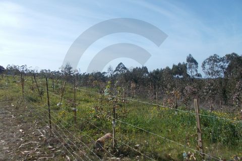 Helårsgrund i Leiria, Leiria, Leiria - € 75.000 | Ref: C0269-01267 - foto 4