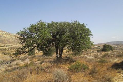 Tomt i Sorbas, Almeria, Sorbas - € 115 000 | Ref: Sorbas29-18 - foto 7