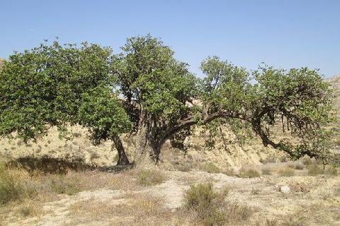 Tomt i Sorbas, Almeria, Sorbas - € 115 000 | Ref: Sorbas29-18 - foto 18