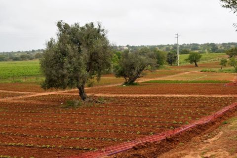 Villa i Guia, Faro, Guia - € 7.500.000 | Ref: 1537 - foto 2