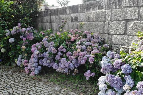 Villa i Amarante, Porto, Amarante - € 595.000 | Ref: 678 - foto 16