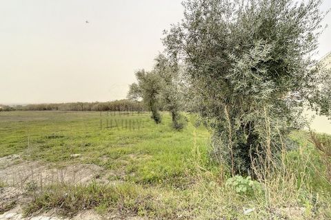 Helårsgrund i Quinta do Anjo, Setubal, Quinta do Anjo - € 475.000 | Ref: 8997 - foto 5