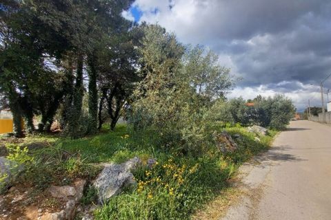 Terra a Fatima, Santarem, Fatima - € 40.000 | Ref: UH-6635 - foto 3